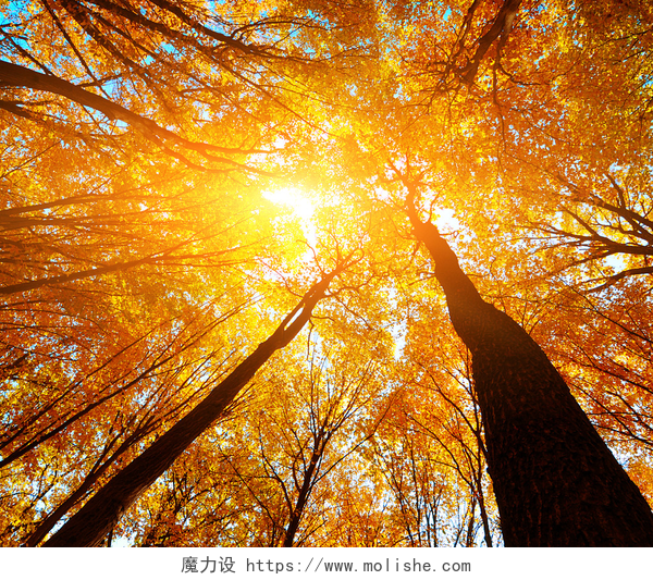 阳光明媚的天气秋天橙色的树林里用橙色树叶的树